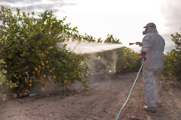 Best Termite Control Services  in Cherryvale, KS